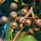 Callery Pear Seeds (Pyrus calleryana) - Zone 4-5 - 30+ Seeds