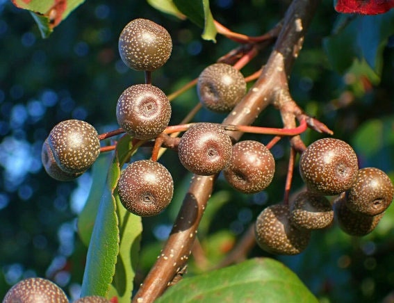 Callery Pear Seeds (Pyrus calleryana) - Zone 4-5 - 30+ Seeds