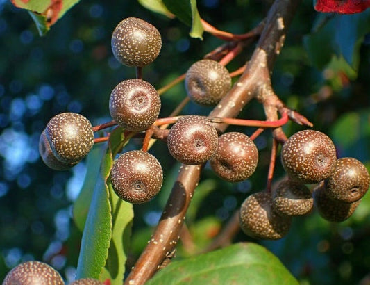Callery Pear Seeds (Pyrus calleryana) - Zone 4-5 - 30+ Seeds