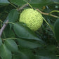 Osage Orange Seeds (Maclura pomifera) - Zone 4 - 50+ Seeds