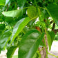 Osage Orange Seeds (Maclura pomifera) - Zone 4 - 50+ Seeds