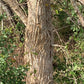 Osage Orange Seeds (Maclura pomifera) - Zone 4 - 50+ Seeds