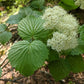 Arrowwood Viburnum Seeds (Viburnum dentatum) - Zone 3-4 - 50+ Seeds