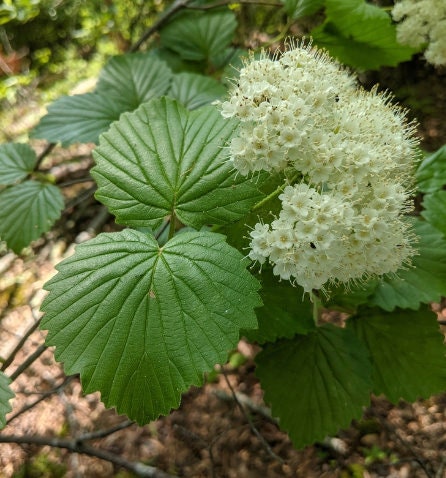 Graines de Viburnum Arrowwood (Viburnum dentatum) - Zone 3-4 - 50+ Graines