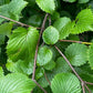 Arrowwood Viburnum Seeds (Viburnum dentatum) - Zone 3-4 - 50+ Seeds