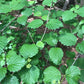Arrowwood Viburnum Seeds (Viburnum dentatum) - Zone 3-4 - 50+ Seeds