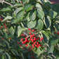 Chinese Viburnum Seeds (Viburnum ichangense) - Zone 5 - 50+ Seeds