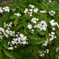 Chinese Viburnum Seeds (Viburnum ichangense) - Zone 5 - 50+ Seeds