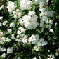 Chinese Viburnum Seeds (Viburnum ichangense) - Zone 5 - 50+ Seeds