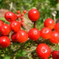 European Cranberrybush Seeds (Viburnum opulus) - Zone 3-8 - 50+ Seeds
