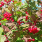 European Cranberrybush Seeds (Viburnum opulus) - Zone 3-8 - 50+ Seeds