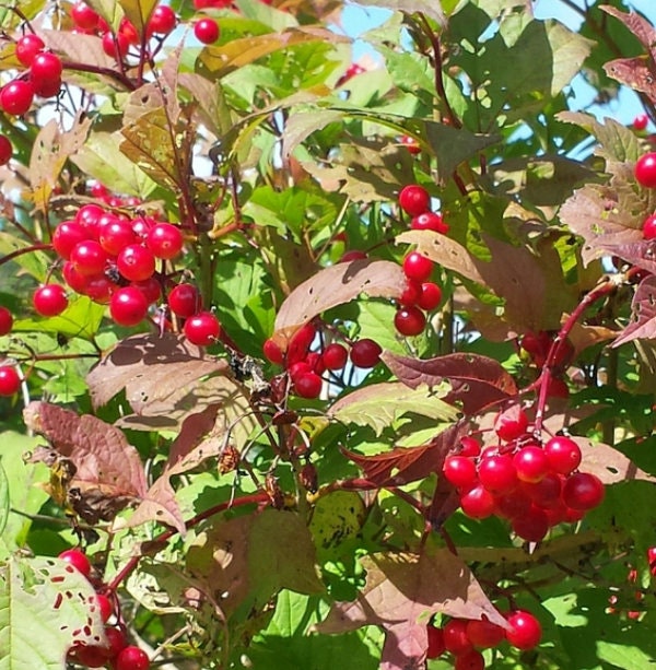 European Cranberrybush Seeds (Viburnum opulus) - Zone 3-8 - 50+ Seeds