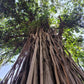 Banyan Tree Seeds for Bonsai (Ficus benghalensis) - Zone 10 - 100+ Seeds