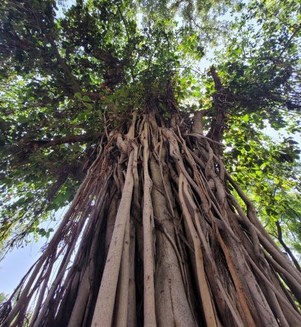 Semillas de Banyan Tree para Bonsai (Ficus benghalensis) - Zona 10 - Más de 100 semillas
