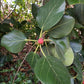 Banyan Tree Seeds for Bonsai (Ficus benghalensis) - Zone 10 - 100+ Seeds