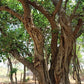 Banyan Tree Seeds for Bonsai (Ficus benghalensis) - Zone 10 - 100+ Seeds