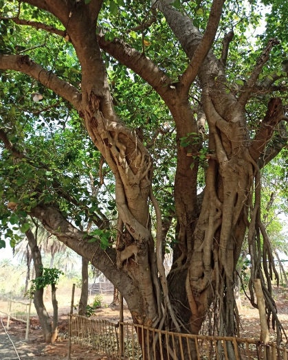 Semillas de Banyan Tree para Bonsai (Ficus benghalensis) - Zona 10 - Más de 100 semillas