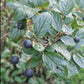Semillas de Cotoneaster de Pekín (Cotoneaster acutifolius) - Zona 4 - Más de 30 semillas