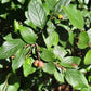 Semillas de Cotoneaster de Pekín (Cotoneaster acutifolius) - Zona 4 - Más de 30 semillas