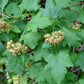 Common Ninebark Seeds (Physocarpus opulifolius) - Zone 3 - 200+ Seeds