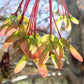 Semillas de arce rojo (Acer rubrum) - Zona 3-4 - Más de 50 semillas