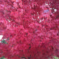Semillas de arce rojo (Acer rubrum) - Zona 3-4 - Más de 50 semillas