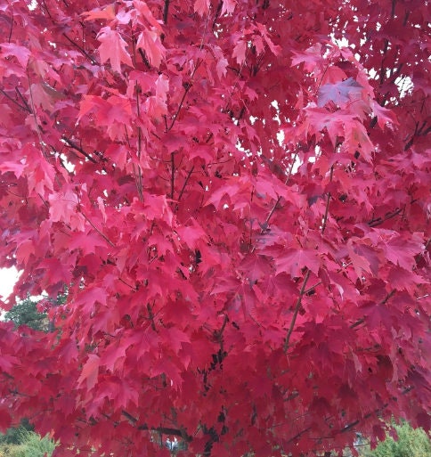 Semillas de arce rojo (Acer rubrum) - Zona 3-4 - Más de 50 semillas