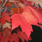 Semillas de arce rojo (Acer rubrum) - Zona 3-4 - Más de 50 semillas