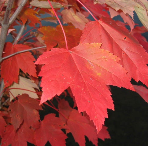 Graines d'érable rouge (Acer rubrum) - Zone 3-4 - 50+ graines