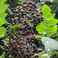 Semillas de saúco negro americano (Sambucus canadensis) - Zona 3-4 - Más de 200 semillas