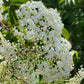 Semillas de saúco negro americano (Sambucus canadensis) - Zona 3-4 - Más de 200 semillas