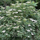Semillas de saúco negro americano (Sambucus canadensis) - Zona 3-4 - Más de 200 semillas