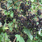 Semillas de saúco negro americano (Sambucus canadensis) - Zona 3-4 - Más de 200 semillas