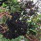 Semillas de saúco negro americano (Sambucus canadensis) - Zona 3-4 - Más de 200 semillas