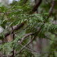 Northern White Cedar Seeds (Thuja occidentalis) - Zone 2-3 - 200+ Seeds