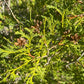 Northern White Cedar Seeds (Thuja occidentalis) - Zone 2-3 - 200+ Seeds