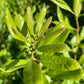 Northern Bayberry Seeds (Myrica pensylvanica) - Zone 3 - 30+ Seeds