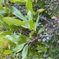 Northern Bayberry Seeds (Myrica pensylvanica) - Zone 3 - 30+ Seeds