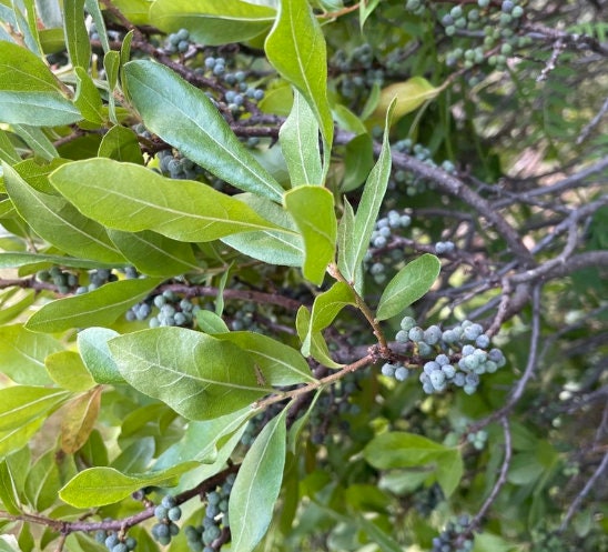 Semillas de Bayberry del Norte (Myrica pensylvanica) - Zona 3 - Más de 30 semillas