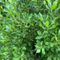 Northern Bayberry Seeds (Myrica pensylvanica) - Zone 3 - 30+ Seeds