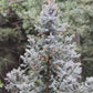 Blue Spruce Seeds (Picea pungens) - Zone 3 - 50+ Seeds
