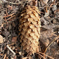 Blue Spruce Seeds (Picea pungens) - Zone 3 - 50+ Seeds
