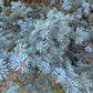Blue Spruce Seeds (Picea pungens) - Zone 3 - 50+ Seeds