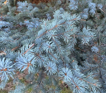 Blue Spruce Seeds