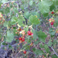 Semillas de grosella de cera (Ribes cereum) - Zona 3 - Más de 200 semillas