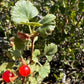 Semillas de grosella de cera (Ribes cereum) - Zona 3 - Más de 200 semillas