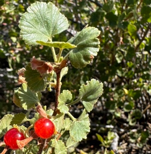 Wax Currant Seeds (Ribes cereum) - Zone 3 - 200+ Seeds