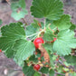 Semillas de grosella de cera (Ribes cereum) - Zona 3 - Más de 200 semillas