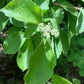 Linden Viburnum Seeds (Viburnum dilatatum) - Zone 5 - 40+ Seeds
