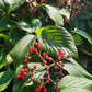 Linden Viburnum Seeds (Viburnum dilatatum) - Zone 5 - 40+ Seeds
